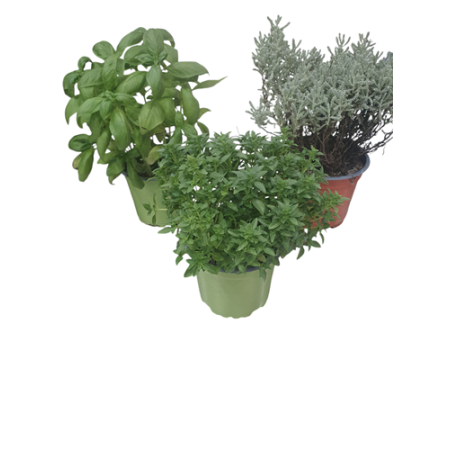 PLATA AROMATICA