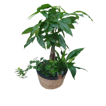 CESTA DE PLANTAS