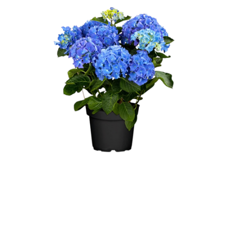 PLANTA HORTENSIA