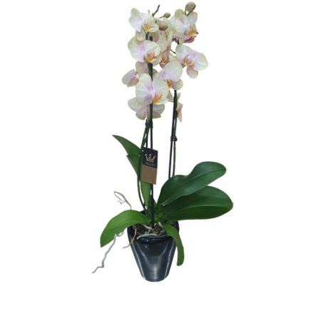 ORQUIDEA