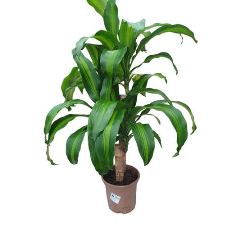 PLANTA INTERIOS G