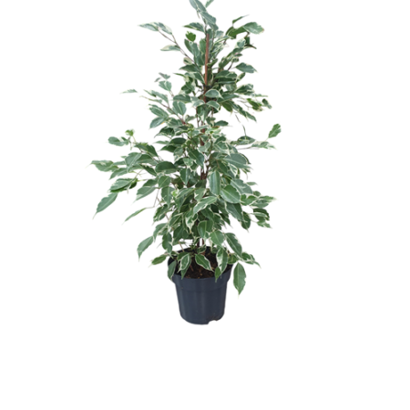 PLANTA INTERIOR M