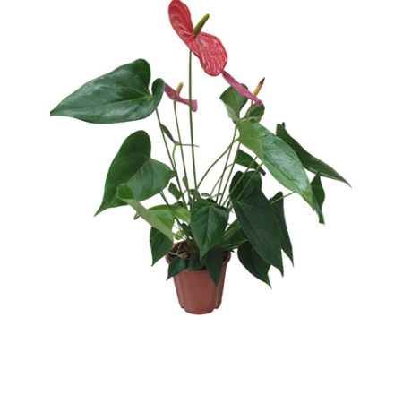 PLANTA INTERIOR P
