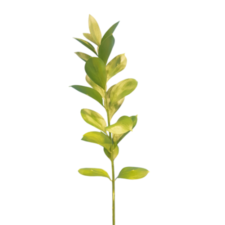 RUSCUS