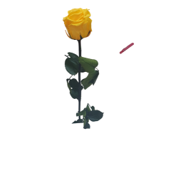 ROSA PRESERVADA C