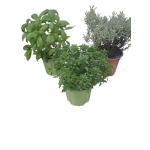 PLATA AROMATICA