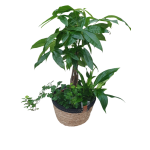 CESTA DE PLANTAS