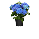PLANTA HORTENSIA