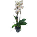 ORQUIDEA