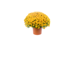 PLANTA CRISAMTEMO