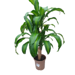 PLANTA INTERIOS G